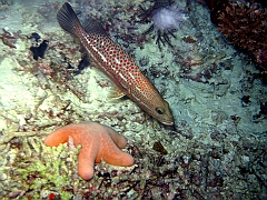 IMG_0809rf_Maldives_Madoogali_Plongee 7_House reef_Merou elegant_Anyperodon leucogrammicus